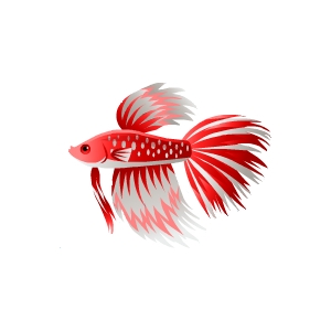 Candy Cane Betta